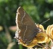 28-07-07_White-letter_Hairstreak_CFWa.jpg