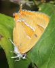 Brown_Hairstreak_26-08-07_CFW_(1L).jpg