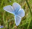 Common_Blue_Rimac_21-05-2008.jpg