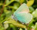 Green_Hairstreak_Covenham_Res_21-05-08.jpg