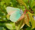 Green_Hairstreak_Rimac_21-05-2008_LBCjpg.jpg