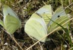 Large_Whites_Snakeholme__27-07-2008_lbc.jpg