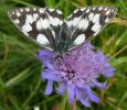 Marbled_White_Redhill_13-07-2008_lbc.jpg