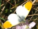 Orange_Tip_Kirkby_Moor.jpg