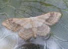 Riband_Wave_Idaea_aversata_Enfield_Ave__25-07-2008.jpg