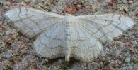 Riband_Wave__f__remutata_Enfield_Ave__29-07-2008.jpg