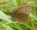 Ringlet_CCP_13-07-2008_lbc.jpg