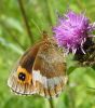 Scotch_Argus_CFW_27-07-2008_057.jpg