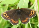 Scotch_Argus_CFW_27-07-2008_lbc.jpg