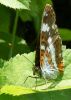 White_Admiral_Southery_Woods__27-07-2008_lbc.jpg