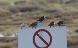 Albino-Starling.jpg