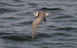 American-Black-Tern.jpg