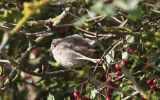 Barred-Warbler.jpg