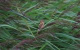 Bearded-Tit.jpg