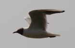 Black-Headed-Gull.jpg