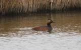 Black-Necked-Grebe.jpg