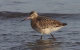 Black-Tailed-Godwit.jpg