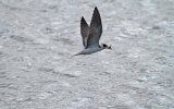 Black-Tern.jpg