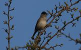 Blackcap2.jpg