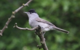 Blackcap5.jpg