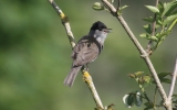 Blackcap6.jpg