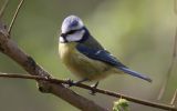 Blue-Tit-3.jpg