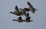 Brent-Geese.jpg