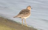 Buff-Breasted-Sandpiper.jpg