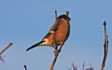 Bullfinch3.jpg