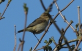 Chiffchaff2.jpg