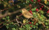 Chiffchaff3.jpg