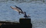 Common-Terns.jpg