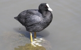 Coot-having-a-wee21.jpg