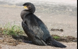 Cormorant2.jpg