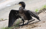 Cormorant3.jpg