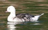 Cross-Barnacle-Goose.jpg