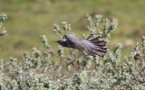 Cuckoo-in-flight.jpg