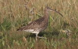 Curlew3.jpg