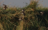 Dunlin-in-Flight.jpg