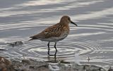 Dunlin~0.jpg