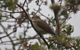 Garden-Warbler.jpg