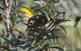 Goldcrest.jpg