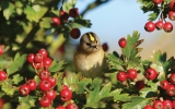 Goldcrest2.jpg