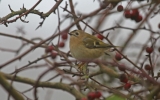 Goldcrest3.jpg