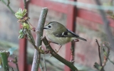 Goldcrest4.jpg