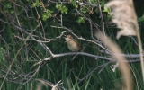 Grasshopper-Warbler.jpg