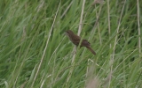 Grasshopper-Warbler3.jpg