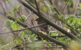 Grasshopper-Warbler4.jpg