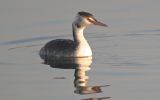 Great-Crested-Grebe.jpg