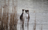 Great-Crested-Grebes.jpg